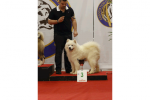 3ème Best in Show Jeune Le Mans 2015